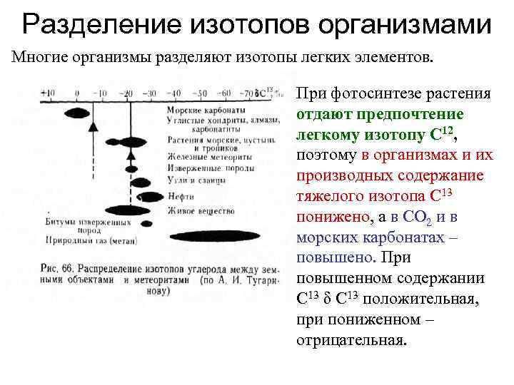 Разделение изотопов организмами Многие организмы разделяют изотопы легких элементов. При фотосинтезе растения отдают предпочтение