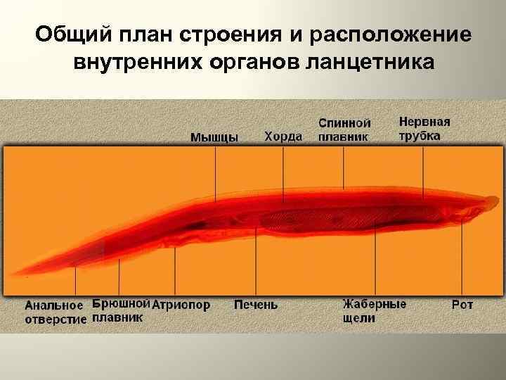 Общий план строения хордовых расположив их внутренние органы в верной последовательности