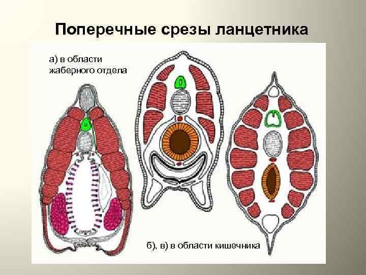 Поперечные срезы ланцетника а) в области жаберного отдела б), в) в области кишечника 