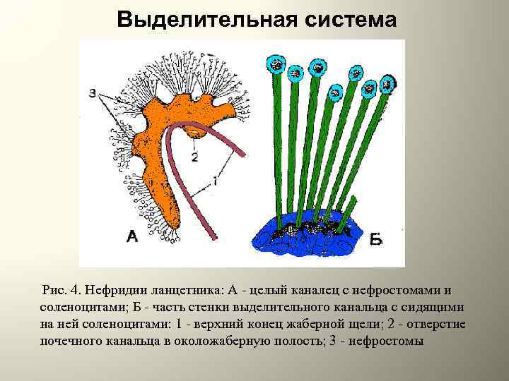 Выделительная система Рис. 4. Нефридии ланцетника: А - целый каналец с нефростомами и соленоцитами;