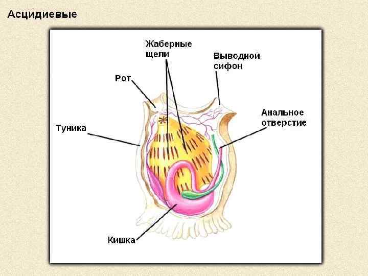 Строение асцидии схема