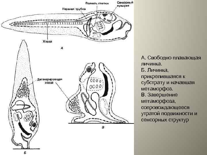 А. Свободно плавающая личинка. Б. Личинка, прикрепившаяся к субстрату и начавшая метаморфоз. В. Завершение