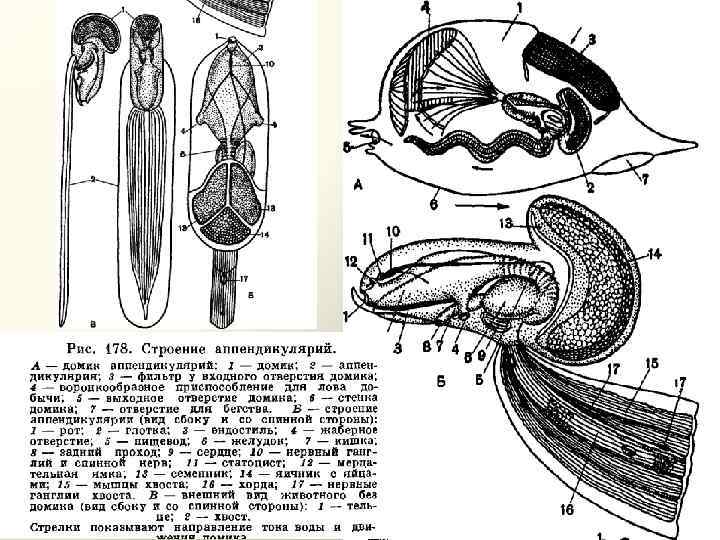 Схема классификации типа хордовых таблица word