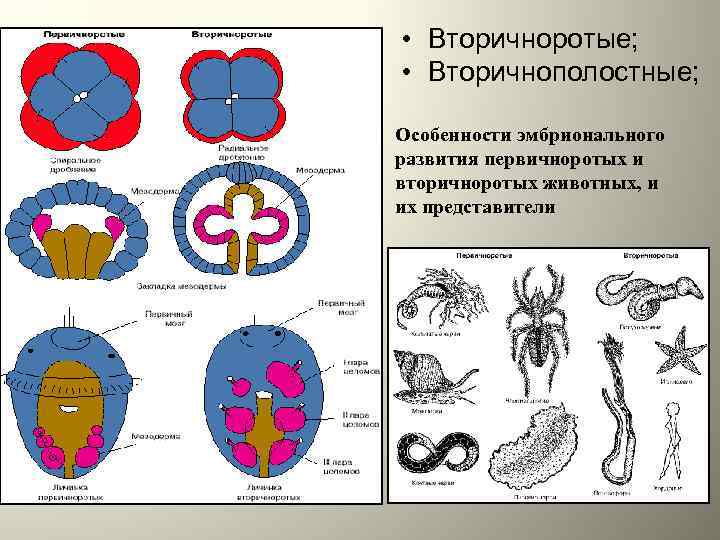  • Вторичноротые; • Вторичнополостные; Особенности эмбрионального развития первичноротых и вторичноротых животных, и их