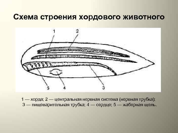 Схема классификации типа хордовых таблица word