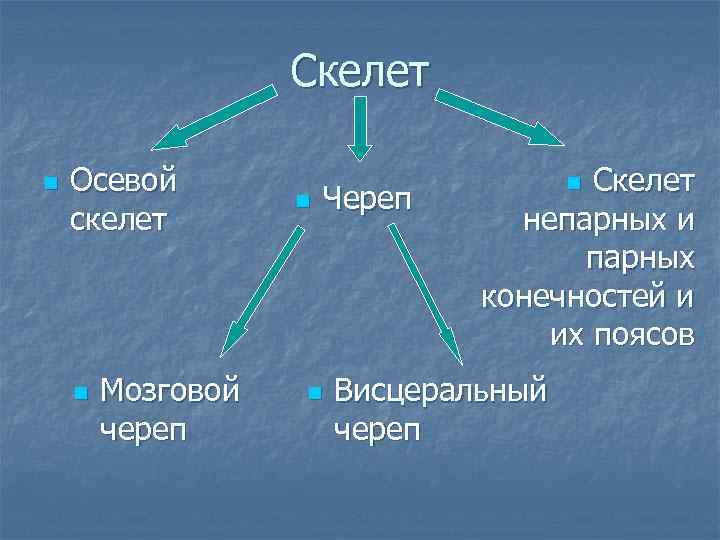 Скелет n Осевой скелет n Мозговой череп n Череп n Скелет непарных и парных