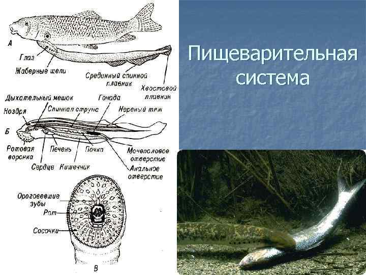 Пищеварительная система 