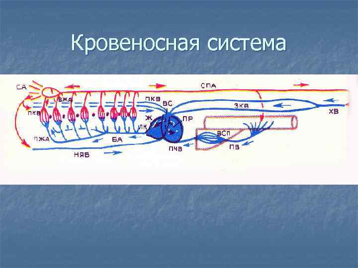 Схема кровеносной системы миноги в цвете