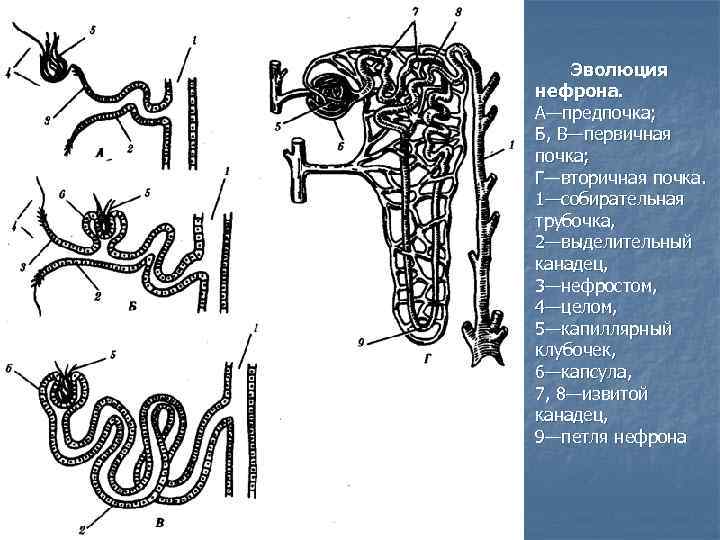 Эволюция нефрона. А—предпочка; Б, В—первичная почка; Г—вторичная почка. 1—собирательная трубочка, 2—выделительный канадец, 3—нефростом, 4—целом,