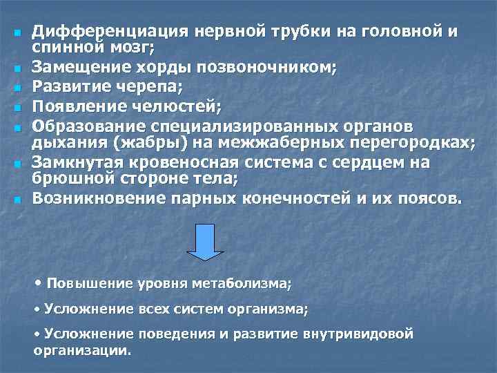 n n n n Дифференциация нервной трубки на головной и спинной мозг; Замещение хорды