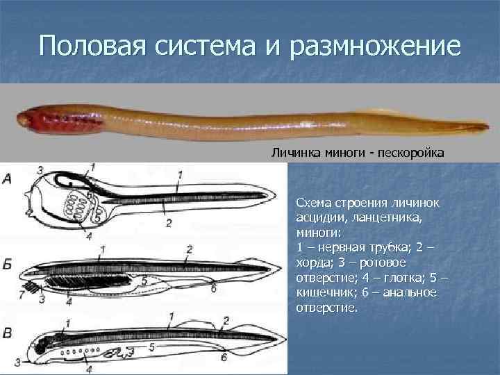 У ланцетника нервная трубка располагается