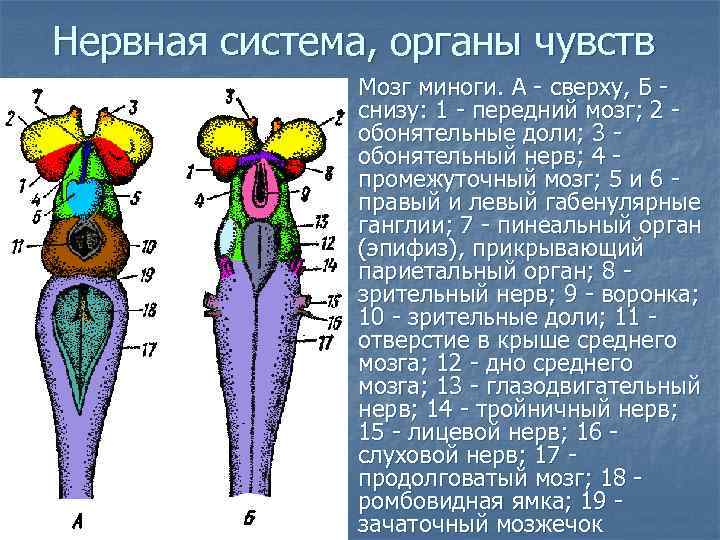 Нервная система, органы чувств n Мозг миноги. А - сверху, Б снизу: 1 -