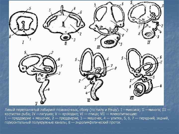 Левый перепончатый лабиринт позвоночных, сбоку (по Нилу и Рэнду). I —миксина; II —минога; III