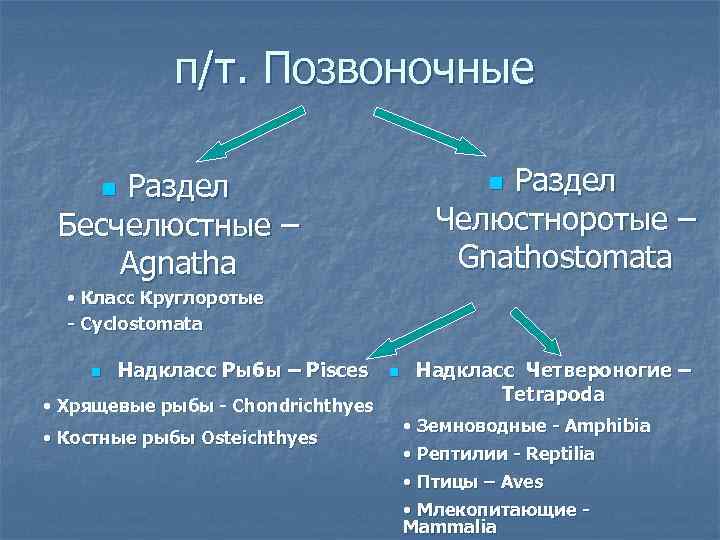 п/т. Позвоночные Раздел Челюстноротые – Gnathostomata Раздел Бесчелюстные – Agnatha n n • Класс