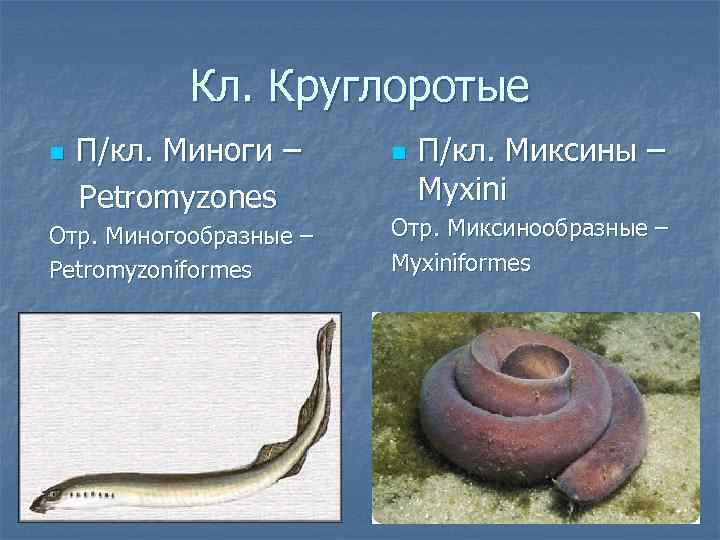 Кл. Круглоротые n П/кл. Миноги – Petromyzones Отр. Миногообразные – Petromyzoniformes n П/кл. Миксины