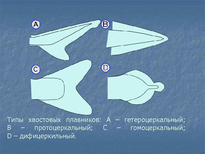 Типы хвостовых плавников: А – гетероцеркальный; В – протоцеркальный; С – гомоцеркальный; D –