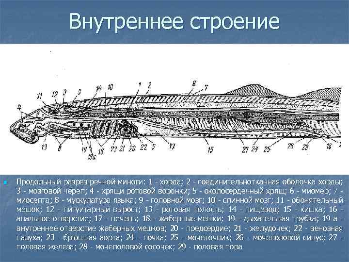 Схема кровеносной системы речной миноги