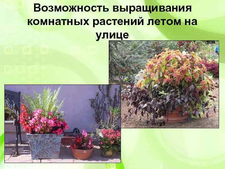 Возможность выращивания комнатных растений летом на улице 