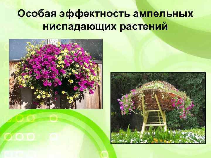 Особая эффектность ампельных ниспадающих растений 