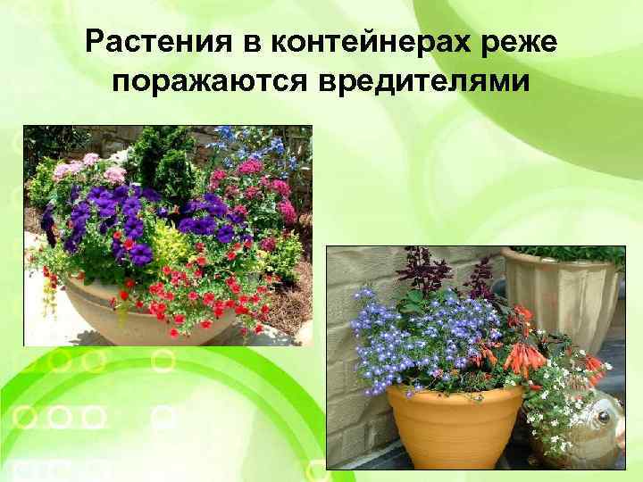 Растения в контейнерах реже поражаются вредителями 