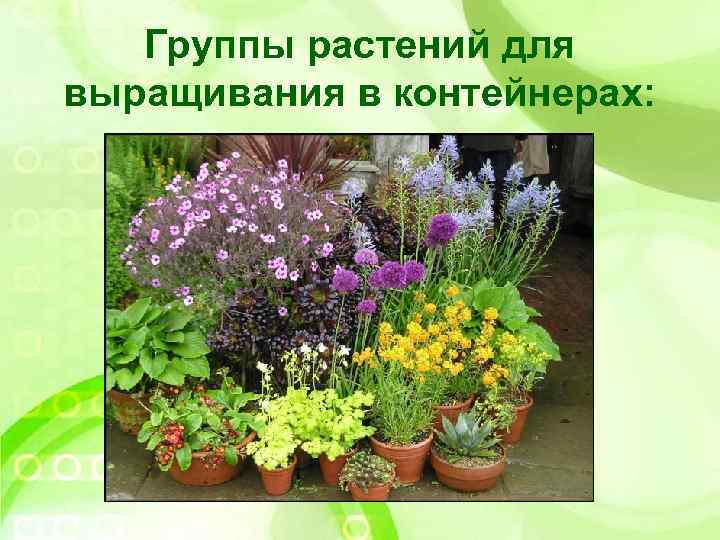 Группы растений для выращивания в контейнерах: 