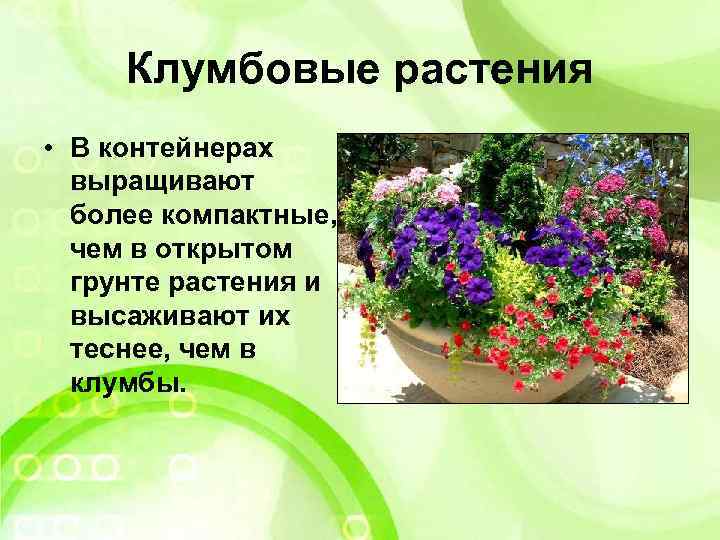 Клумбовые растения • В контейнерах выращивают более компактные, чем в открытом грунте растения и