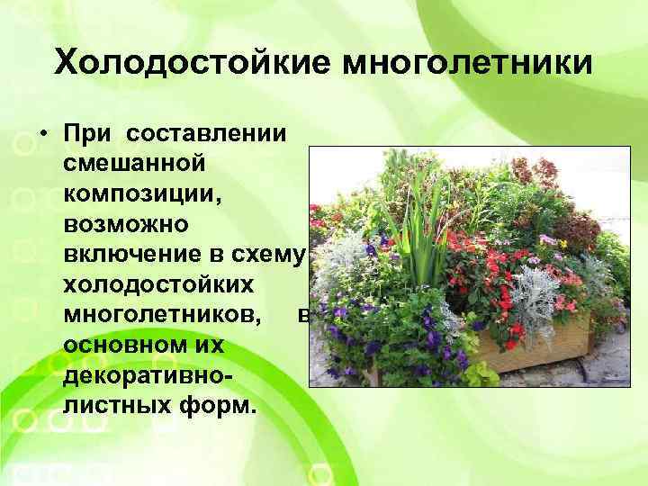 Холодостойкие многолетники • При составлении смешанной композиции, возможно включение в схему холодостойких многолетников, в