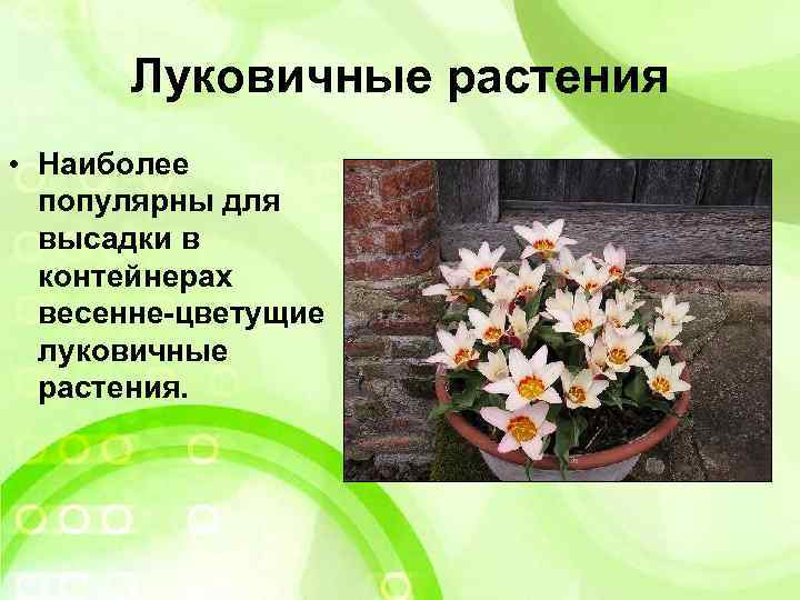 Луковичные растения • Наиболее популярны для высадки в контейнерах весенне-цветущие луковичные растения. 