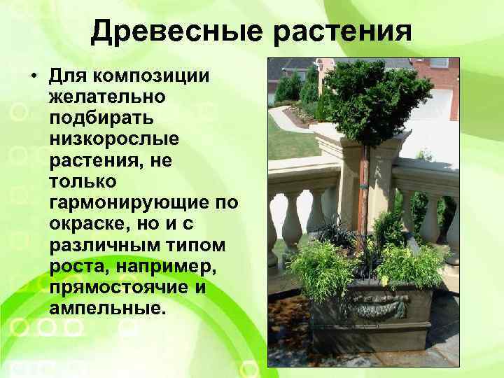 Древесные растения • Для композиции желательно подбирать низкорослые растения, не только гармонирующие по окраске,