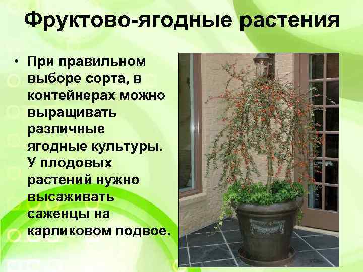 Фруктово-ягодные растения • При правильном выборе сорта, в контейнерах можно выращивать различные ягодные культуры.