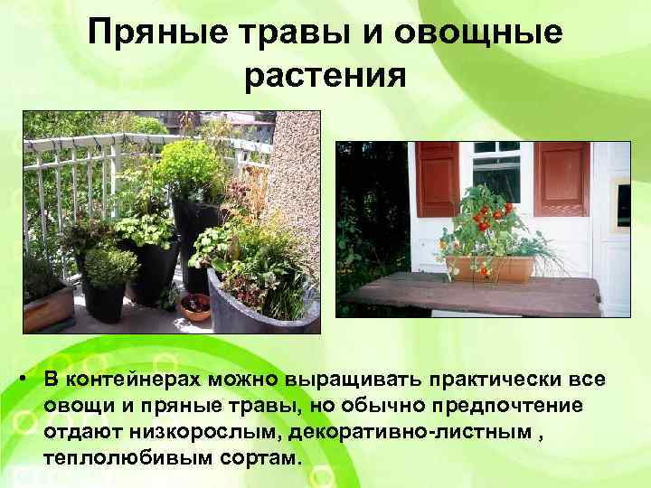 Пряные травы и овощные растения • В контейнерах можно выращивать практически все овощи и