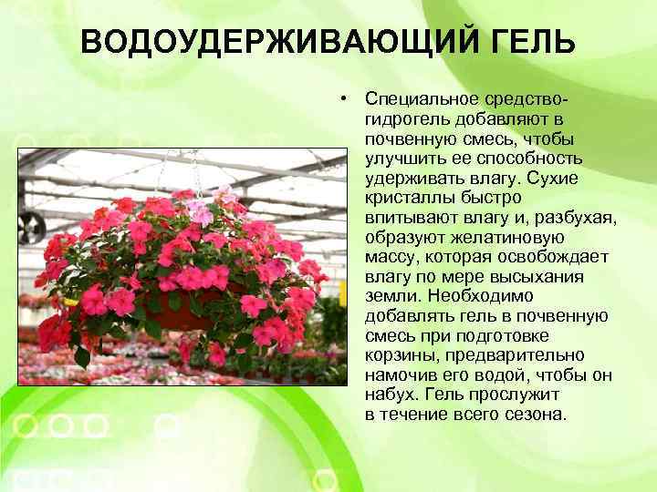 ВОДОУДЕРЖИВАЮЩИЙ ГЕЛЬ • Специальное средство- гидрогель добавляют в почвенную смесь, чтобы улучшить ее способность