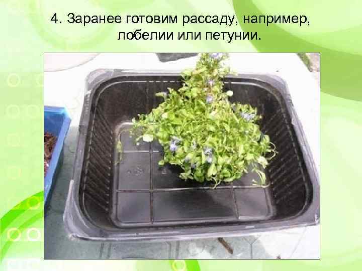 4. Заранее готовим рассаду, например, лобелии или петунии. 