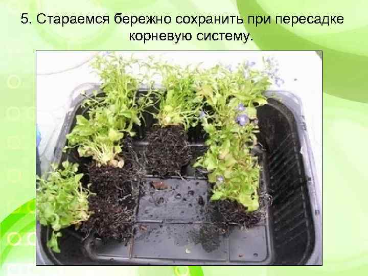 5. Стараемся бережно сохранить при пересадке корневую систему. 