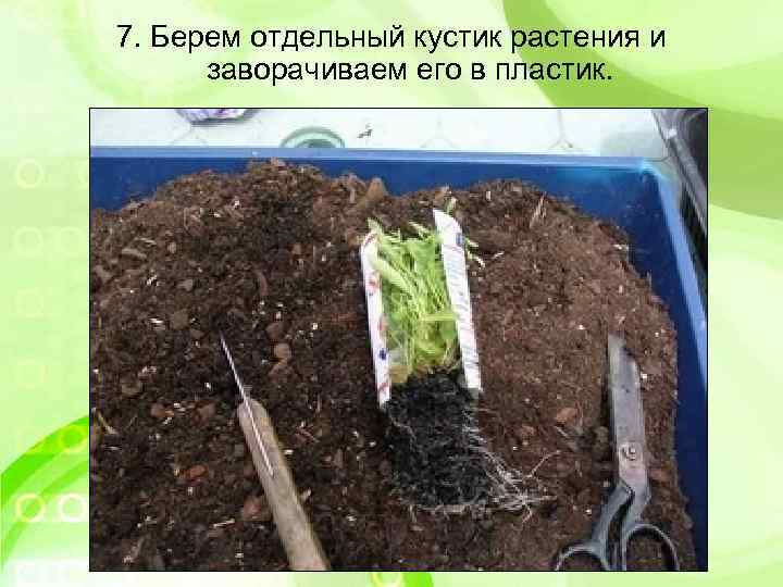 7. Берем отдельный кустик растения и заворачиваем его в пластик. 