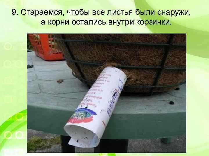 9. Стараемся, чтобы все листья были снаружи, а корни остались внутри корзинки. 