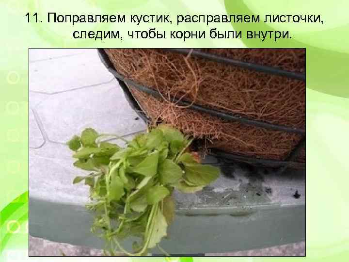 11. Поправляем кустик, расправляем листочки, следим, чтобы корни были внутри. 