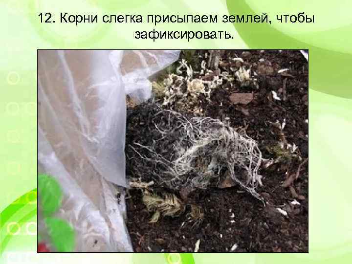 12. Корни слегка присыпаем землей, чтобы зафиксировать. 