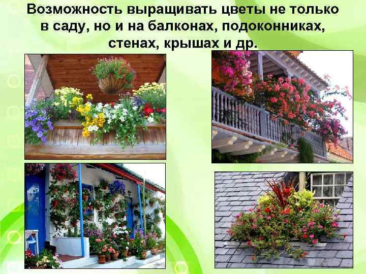 Возможность выращивать цветы не только в саду, но и на балконах, подоконниках, стенах, крышах