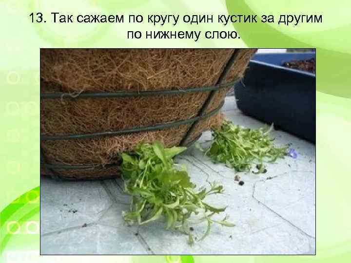 13. Так сажаем по кругу один кустик за другим по нижнему слою. 