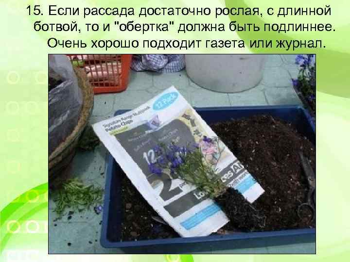 15. Если рассада достаточно рослая, с длинной ботвой, то и 