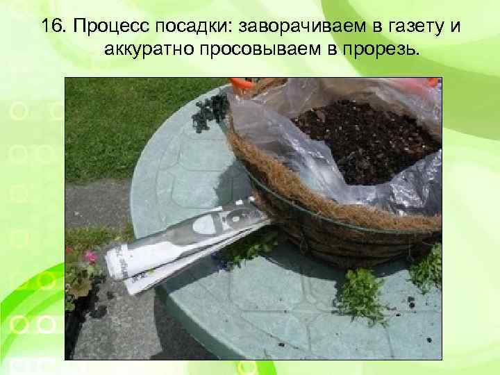 16. Процесс посадки: заворачиваем в газету и аккуратно просовываем в прорезь. 