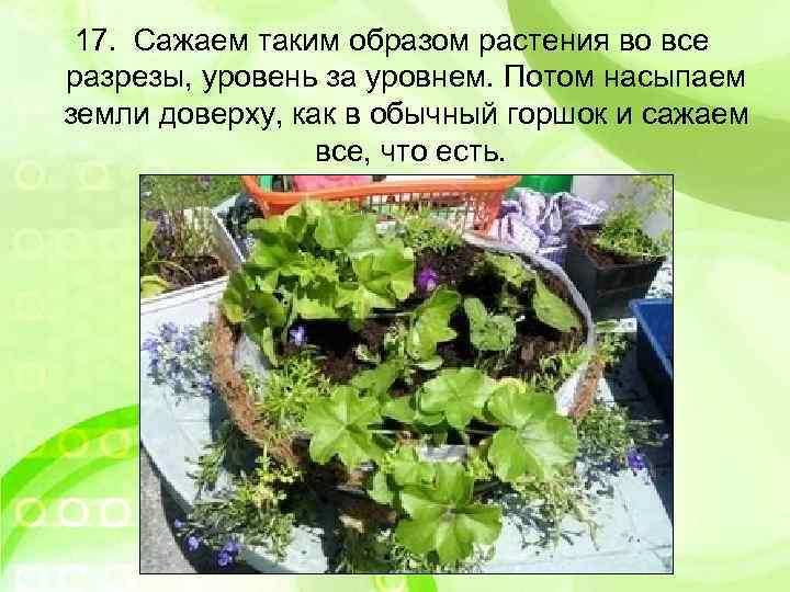 17. Сажаем таким образом растения во все разрезы, уровень за уровнем. Потом насыпаем земли