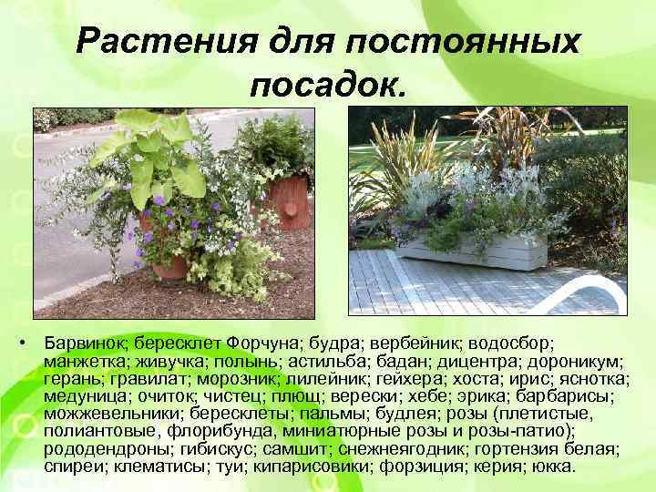 Растения для постоянных посадок. • Барвинок; бересклет Форчуна; будра; вербейник; водосбор; манжетка; живучка; полынь;