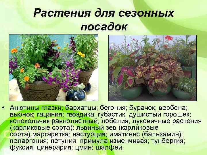 Растения для сезонных посадок • Анютины глазки; бархатцы; бегония; бурачок; вербена; вьюнок; гацания; гвоздика;