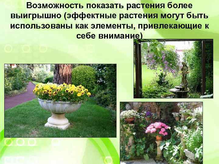 Возможность показать растения более выигрышно (эффектные растения могут быть использованы как элементы, привлекающие к