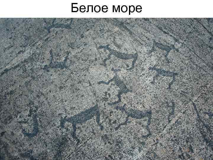 Белое море 