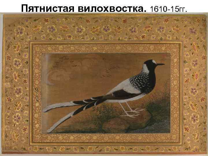 Пятнистая вилохвостка. 1610 -15 гг. 