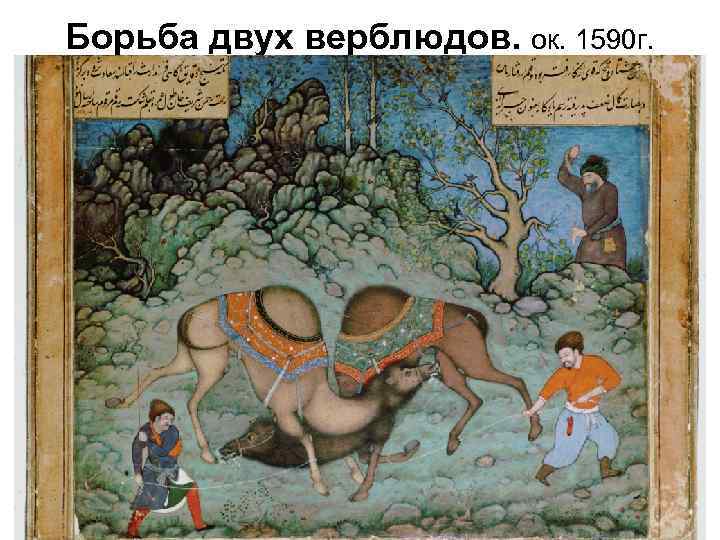 Борьба двух верблюдов. ок. 1590 г. 