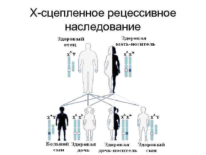 Х-сцепленное рецессивное наследование 